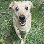 Pies do adopcji, Żywiec, 27 sierpnia 2025