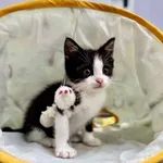 Kot do adopcji, Piła, 2 sierpnia 2025