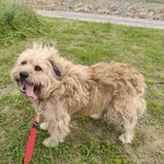 Pies do adopcji, Ropczyce, 25 sierpnia 2025