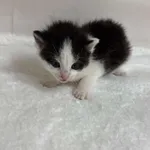 Znaleziono kota, Czartki, 26 sierpnia 2025