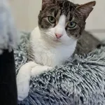 Kot do adopcji, Olsztyn, 19 lipca 2025