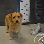 Znaleziono psa, Chełmek, 26 sierpnia 2025