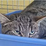 Kot do adopcji, Wrocław, 12 sierpnia 2025