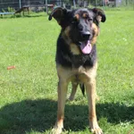 Pies do adopcji, Grudziądz, 11 sierpnia 2025