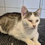 Znaleziono kota, Lublin, 26 sierpnia 2025