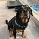 Znaleziono psa, Gdańsk, 27 sierpnia 2025