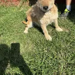 Znaleziono psa, Czartki, 28 sierpnia 2025