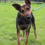 Pies do adopcji, Grudziądz, 1 sierpnia 2025