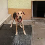 Znaleziono psa, Gdańsk, 27 sierpnia 2025