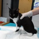 Znaleziono kota, Szczecin, 28 sierpnia 2025