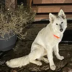 Zaginęła Biała Suczka Kora Owczarek Szwajcarski Mazury