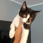 Kocurek poz. 25/596/K