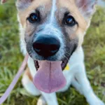 Znaleziono psa, Szczecin, 29 sierpnia 2025