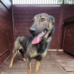 Pies do adopcji, Gorzów Wielkopolski, 14 września 2025