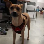 Znaleziono psa, Toruń, 23 sierpnia 2025