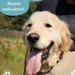 Pies do adopcji, Dąbrówka, 29 sierpnia 2025