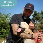 Pies do adopcji, Dąbrówka, 23 kwietnia 2026