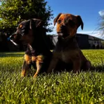 Pies do adopcji, Radom, 29 sierpnia 2025