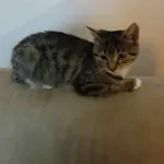 Zaginął kot, Żukowo, 29 sierpnia 2025