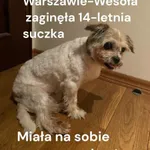 Zaginął pies, Warszawa, 29 sierpnia 2025