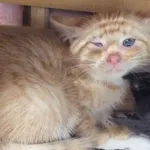 Znaleziono kota, Nowa Krępa, 11 sierpnia 2025