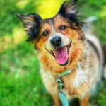 Pies do adopcji, Dłużyna Górna, 30 sierpnia 2025