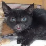 Szaszłyk to kocurek przywieziony w dniu 11.08.2025r z terenu gm. Miastków Kościelny, kocię przyjechało w złym stanie, jest leczony