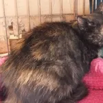 Znaleziono kota, Nowa Krępa, 18 sierpnia 2025