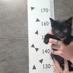 Kot do adopcji, Chełmek, 29 sierpnia 2025