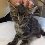 Znaleziono kota, Nowa Krępa, 18 sierpnia 2025