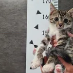 Kot do adopcji, Chełmek, 29 sierpnia 2025