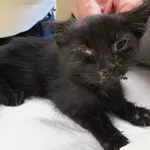 Szpinak to kocurek przywieziony w dniu 18.08.2025r z terenu gm. Miastków Kościelny, przyjechał w złym stanie ,jest leczony