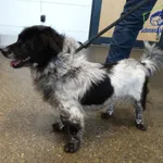 Znaleziono psa, Szczecin, 30 sierpnia 2025