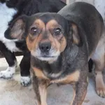 Szpada to suka przywieziona w dniu 19.08.2025r z terenu gm. Trojanów, niska na łapach, zdystansowana, warczy na obce osoby