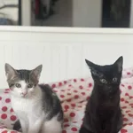 Kot do adopcji, Radom, 31 stycznia 2026