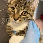 Znaleziono kota, Lublin, 28 sierpnia 2025