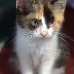 Znaleziono kota, Sosnowiec, 30 sierpnia 2025