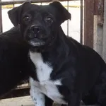 Znaleziono psa, Nowa Krępa, 19 sierpnia 2025