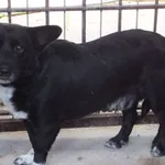 Znaleziono psa, Nowa Krępa, 19 sierpnia 2025