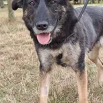 Znaleziono psa, Radom, 30 sierpnia 2025