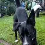 Atos - młody, przyjazny, łagodny psiak!