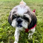 Zaginął pies, Łódź, 1 września 2025