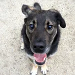 Ami - wspaniały, miejski, domowy pies szuka domu!  