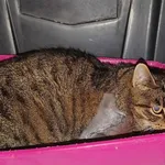 Znaleziono kota, Lublin, 27 sierpnia 2025