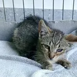 Kot do adopcji, Racibórz, 26 sierpnia 2025