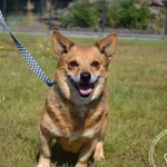 Znaleziono psa, Chełmek, 9 sierpnia 2025