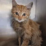 Kot do adopcji, Włocławek, 30 sierpnia 2025