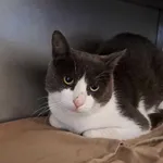 Znaleziono kota, Olsztyn, 31 sierpnia 2025