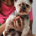 Znaleziono psa, Łódź, 1 września 2025