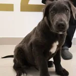 Znaleziono psa, Łódź, 1 września 2025